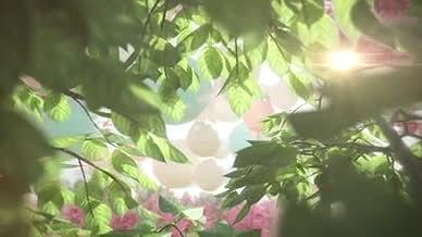 灯笼花瓣浪漫爱情相册AE模板视频的预览图